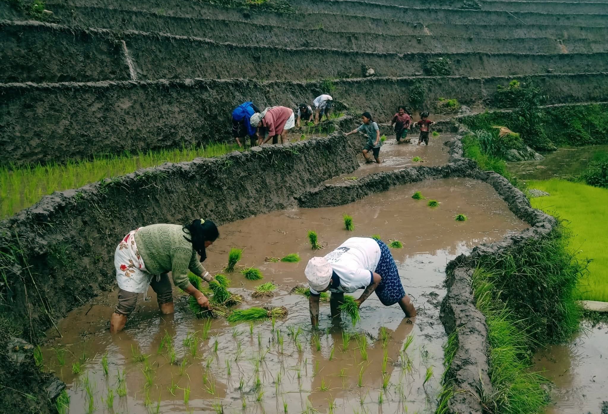 ताप्लेजुङमा असार महिनामा २५ प्रतिशत मात्र धानबाली रोपाई,